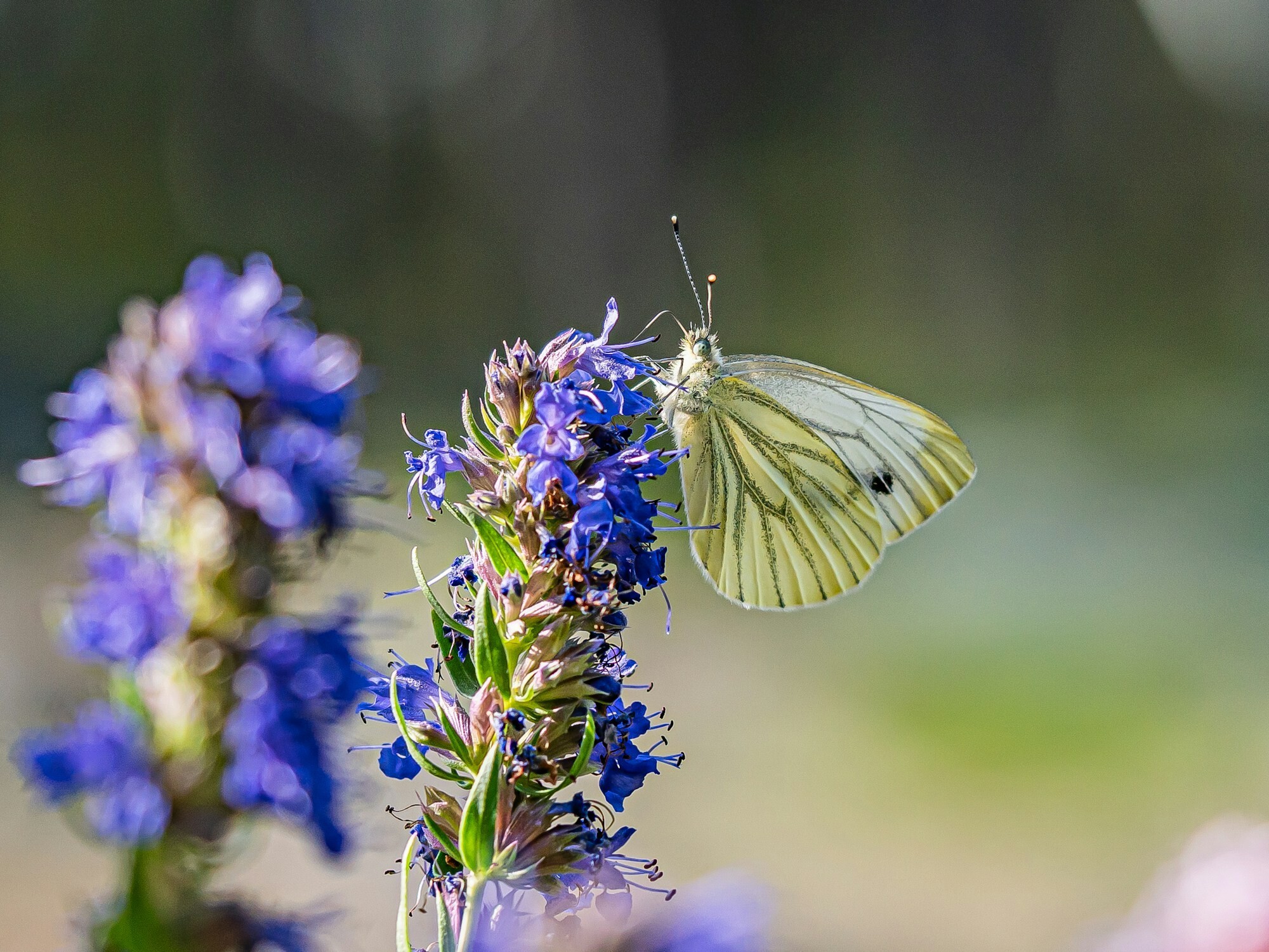 Blue flowers of Hyssop officinalis with yellow butterfly