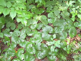 Thisk dense green patch of Asarum canadense  growing in the deep shade near a stream.