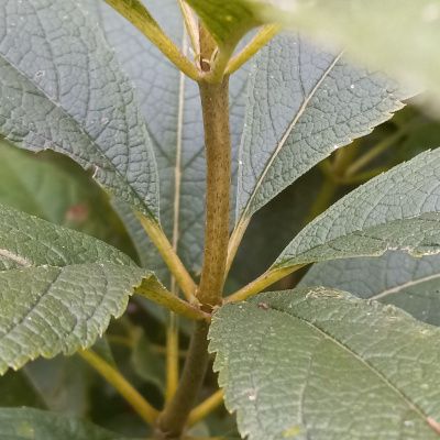 Five broad leaves attached in a whorl around the stem, notice leaf stem or petioles are ½ in or so.