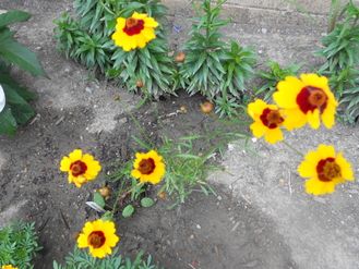 Plains Coreopsis, yellow flowers with orange center