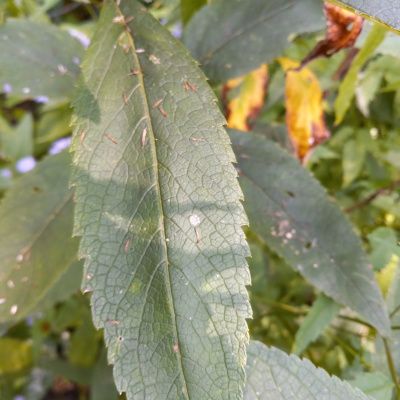 Serrated (toothed) leaf of Eutrochium fistulosum, notice about 8 inches long, notice the vein down the center of the leaf