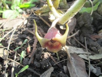 A close up view of burgundy Wild Ginger Flower.