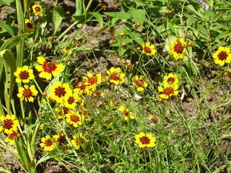  Garden of Coreopsis tinctoria. 