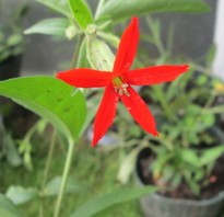 Silene regia, Royal Catchfly, one bright red flower with five petals the edges are smooth.