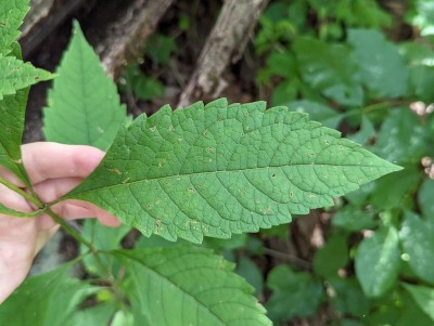 The green leaf is 6 in long by three inches wide