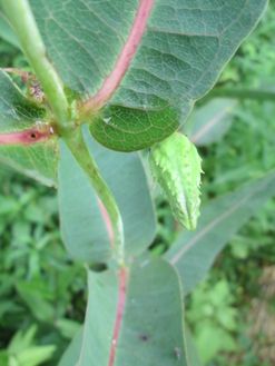 Prairie Milkweed with identifying pink veins and oblong shapes leaves