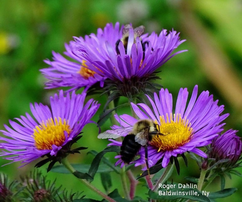 Blue beautiful flowers with a yellow center, a bee is visiting