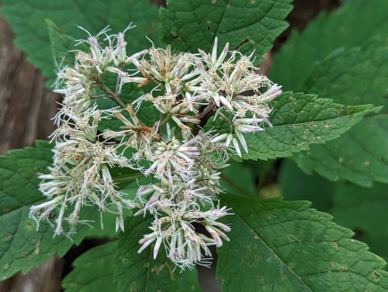 Flowers on Eutrochium purpureum have 5-8 disk florets