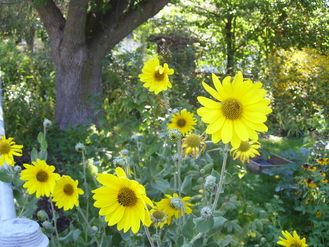 20 yellow Downy Sunflower growing next to a fence for support.