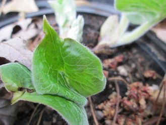 Young Asarum canadense bright green leaves unfolding in the spring.