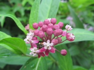 Rrose-colored flowers forming on Asclepias sullivantii,  a small native bee is hiding under the blossom.