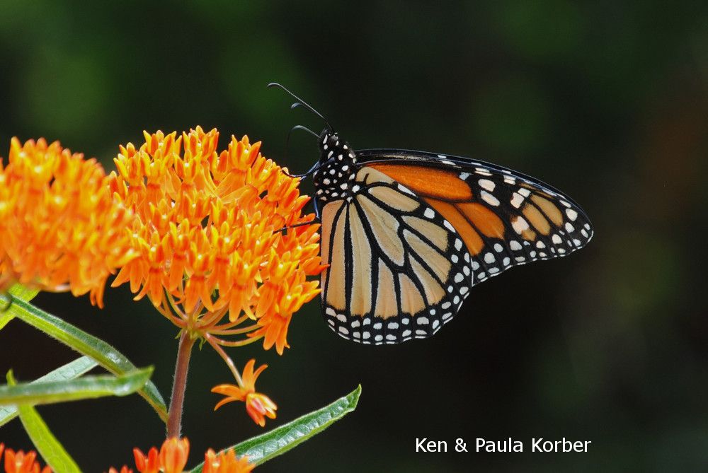 A black background highlights the orange, black, white and brown Monarch Butterfly that is feasting on nectar provided by orange Butterfly Milkweed.