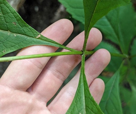 Green Purple Joe-pye-weed stem, it has 3 to 4 whorls