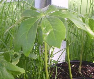 Three huge Podophyllum peltatum plants very close together. They look like little, green umbrellas