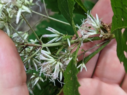 Close up of Purple Joe-pye-weed pale pink flowers, there are 5 to 8 disk florets