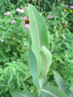 Leaves on Asclepias sullivantii are thin, oblong with red veins.