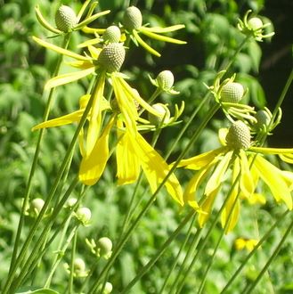 Yellow Coneflower - Ratibida
 pinnata  , yellow flowers with long floppy petals
