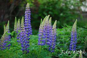 Lupinus perennis Lupinus perennis Wild Lupine, a field of purple and white spiky flowers that look like candles. Phot by Jim Wohl